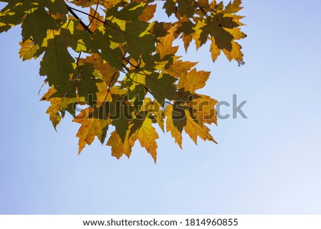 Maple leaves under the sky
