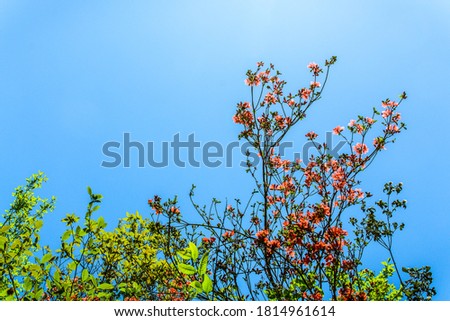 The plant with blue sky background