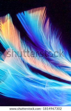 Macro photo of colorful feathers on dark deep background underwater with sparkles