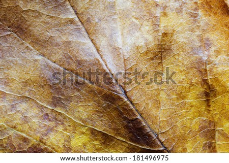 Close up of dry Leaf. Macro of Organic Background.