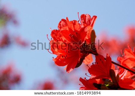 The bright red Kirishima azalea of Umenomiya Taisha