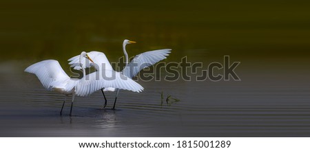 Little Egret dances in the wetland