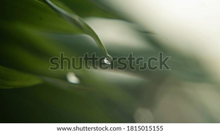 Macro shot of water drop drops on green leaves 