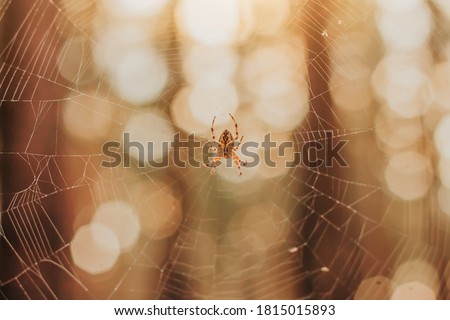 Spider in a web on the background of the autumn forest. Spider web at sunset.