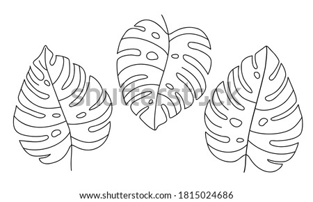 Hand-draw set of tropical monstera leaves. Exotic plant - Monstera Deliciosa. Black contours isolated on a white background. Vector stock illustration for cards, flyers, stickers, textile, web design.