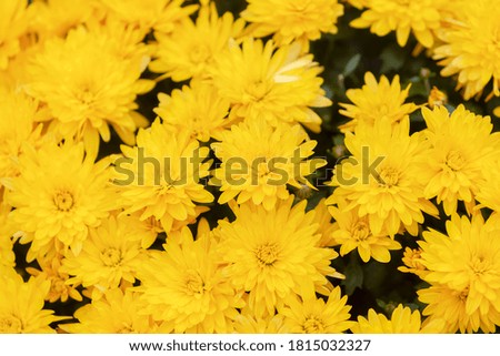 yellow winter flowers in bloom, note shallow depth of field