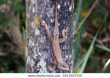 MORRO-DO-DIABO-STATE-PARK Stock Photos and Images - Avopix.com