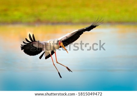 Stork fly in Africa. Yellow-billed Stork, Mycteria ibis, flight above the lake, Okavango delta, Moremi, Botswana. River with bird in Africa. Stork in nature march habitat. Red and yellow face.
