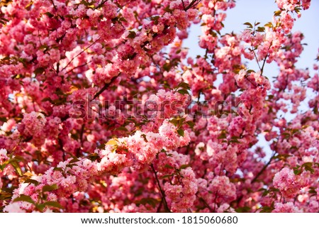 pink sakura flower. floral background. spring blooming nature. warm summer day. beauty of season. cherry tree blossom. blossoming pink sakura. spa treatment. aroma of female perfume. japanese sakura.
