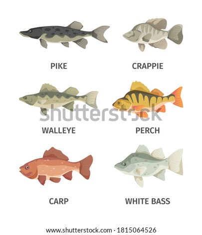 River fish set. Predatory gray pike and broad finned underwater wallyey deep red carp white and common perch fresh natural fishing in fresh air pleasant relaxation caught prey. Vector fauna.