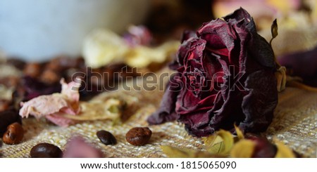 Close-up banner of coffee beans and dried red rose on burlap. Copy space for text.