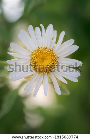 white flower, daisy or Bellis perennis, on a summer sunny day. Palencia, Spain
