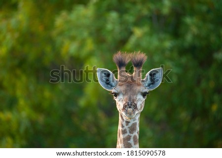 A Cute baby giraffe portrait against a green background.