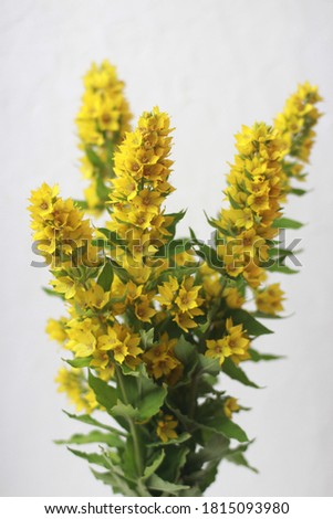 Bouquet of flowers in vase isolated on white background.  Spring yellow flowers in vase at open window. Bouquet of yellow flowers isolated on white