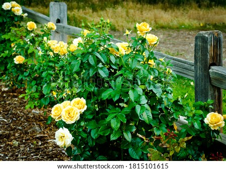 Yellow rose bush in bloom along a old wood split rail fence