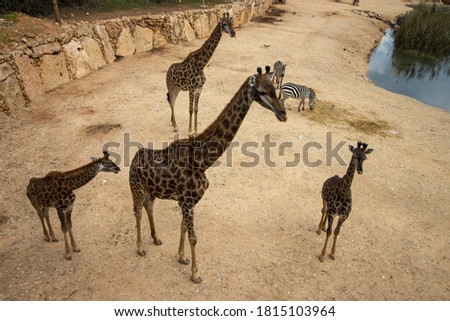 Top view. Wide angle. A family of giraffes and zebras in Jerusalem