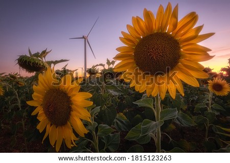 A couple of sunflowers in front of a windmill at sunset
