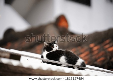 black white cat stay on roof