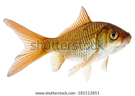 Fish. Common Goldfish Isolated on White Background 