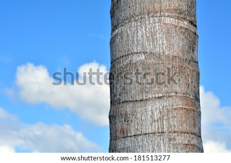 Coconut Palm tree trunk against blue sky with white tropical clouds in the background. Concept photo of travel and vacation. No people. Copy space