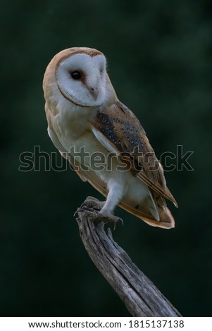 Cute and Beautiful Barn owl (Tyto alba) sitting on a branch. Dark  background. Noord Brabant in the Netherlands. Copy space.