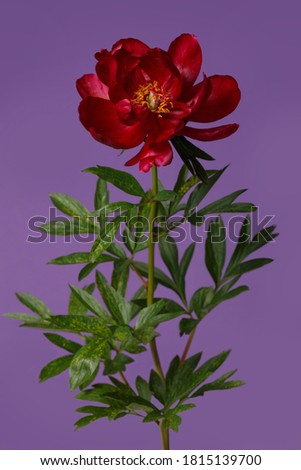 Dark red elegant peony flower isolated on purple background.