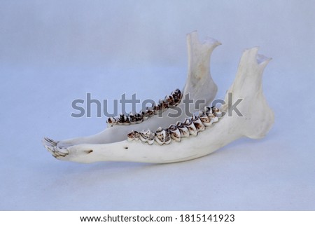 The jawbone of a roe deer