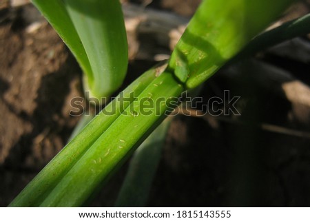 plant pests. onion tobacco thrips. Royalty-Free Stock Photo #1815143555