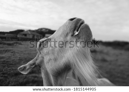 A Hungry Goat Enjoying a Delicious Apple