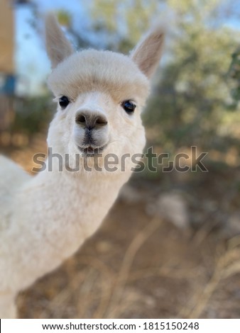 Close up of White Alpaca Looking Straight Ahead in the beautiful green meadow, It's curious cute eyes looking in the camera. stock photo