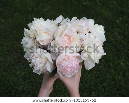 A lush bouquet of white peonies in the hands of a closeup. top view. Romantic flower image for cover design and printing, copy space.