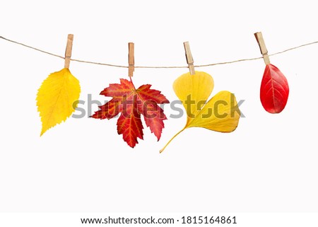 Four autumn leaves hanging on a rope, isolated on white background