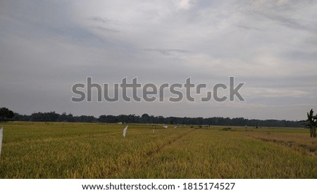 photo of rice fields for nature background or wallpaper