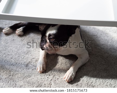 Cute adorable purebred Boston Terrier dog hiding under the table, Black and white colored puppy looking scared, Portrait of sad animal with funny face, Pet laying on the floor