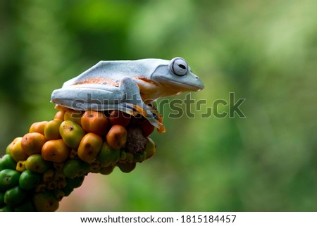 Javan tree frog front view on orange fruit, Flying frog sitting on fruit, rachophorus reinwardtii