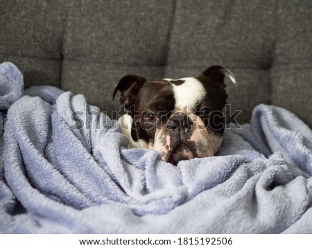 Funny cute dog pictures, Dog face picture, Sweet dog photos, Home dog images, Boston terrier photo, Terrier picture, Adorable animal, Cute face, Relaxing on the couch covered with blankets
