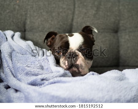 Cute adorable purebred Boston Terrier dog wrapped up in the blankets Black and white puppy relaxing, Portrait of cute animal with funny face, Dog looking cosy, Lazy dog, Sad looking dog, Grumpy puppy