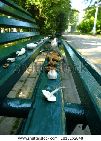 Mushrooms drying on a green wooden bank