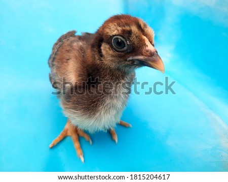 photo of chicks.  photos of pet types of poultry selective focus.
