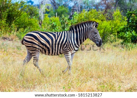  Exotic journey to the Africa. The famous Kruger Park. Burchella Zebra - flat zebra graze in the green and yellow bushes. The concept of active, exotic, extreme, ecological and photo tourism