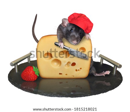 A black rat cook in a red chef hat with a knife is cutting a big piece of cheese with holes on a tray. White background. Isolated.