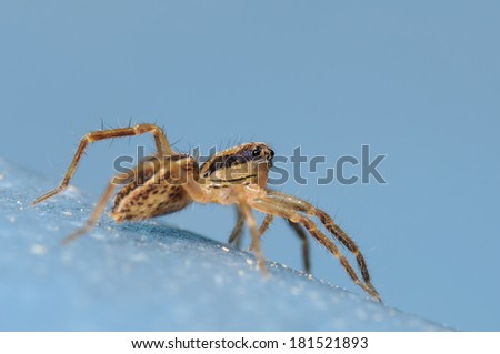 Tiny Wolf Spider on a Blue Surface and Background