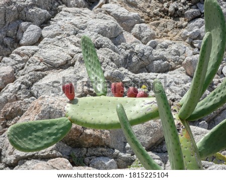 Prickly pear, sweet fruit that grows on a cactus full of thorns and the skin of the fruit also full of thorns and spikes. This fruit grows in tropical climates