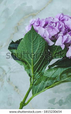 Beautiful hydrangea (Hydrangea macrophylla) flower in italian pool. Violet hortensia flower in water 