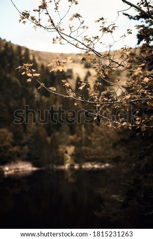 Escaping into wild nature. A lovely lonely lake somewhere in French Vosges, in Alsace.
