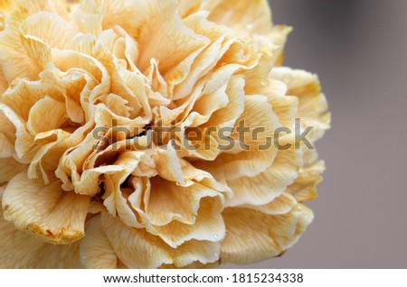 Carnation close up textured flower. Macro photography of carnation yellow flower.