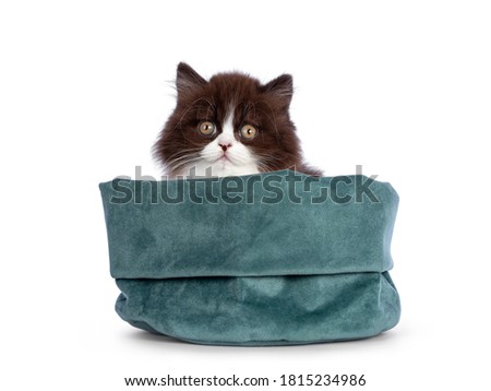 Adorable brown with white fluffy British Longhair cat kitten, sitting in green velvet bag. Looking at camera with round eyes. Isolated on white background.