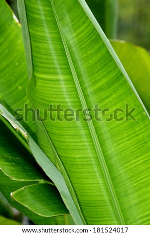 Heliconia leaf