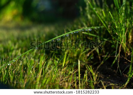 many drops of water on a green blade of grass, sunny evening after rain