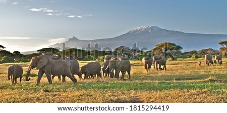 A beautiful view and an elephant herd, elephant family walking in front of a mountain in Africa, migration of animals